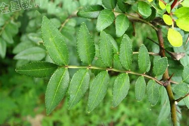 花椒树什么时候喷磷酸二氢钾好？