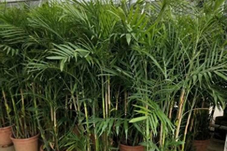 谁知道腐植酸复合肥料主要用在哪些植物施肥？