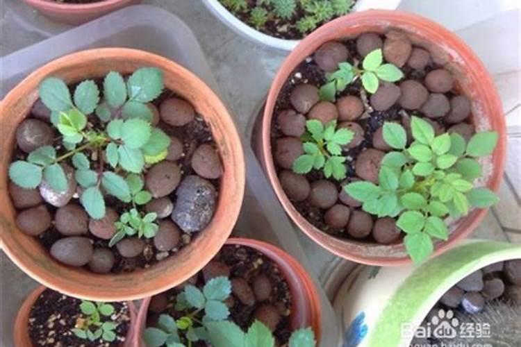 月季开花用什么肥