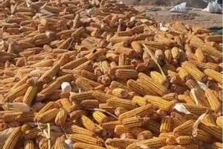 种魔芋方法步骤