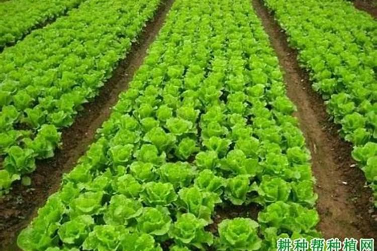 生菜施什么肥长得又大又肥