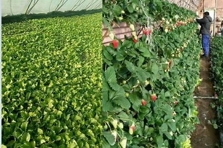 甜瓜白粉病用什么药,怎么“治疗”