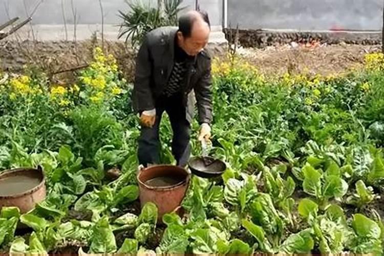 坏了的生鸡蛋可以给桂花树当肥料吗？