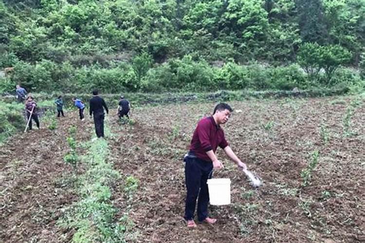 玉米小苗可以浇粪水吗怎么浇