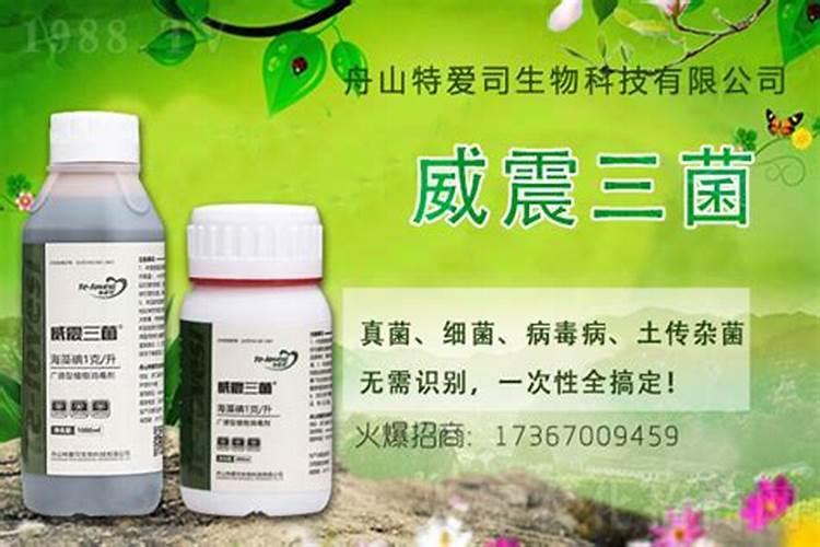玉米使用叶面肥有什么效果？ 芹菜叶斑病的发病特点及防治方法