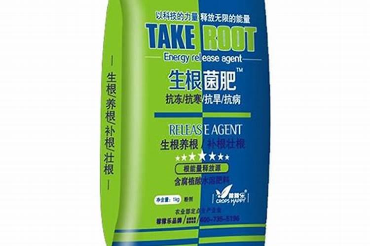 小丽花可以地栽吗