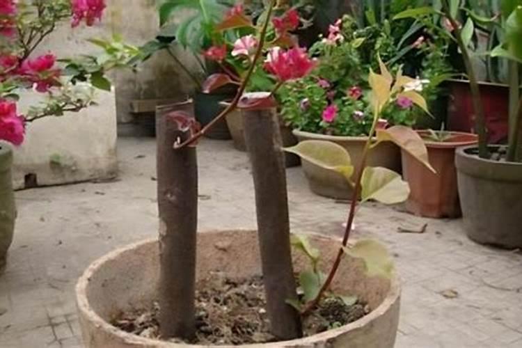 月季花施什么肥最好 适合用什么肥料