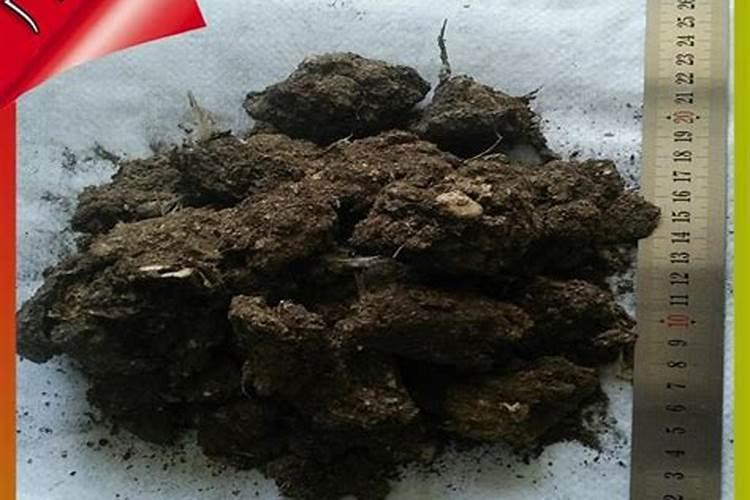 小葱种子催芽方法