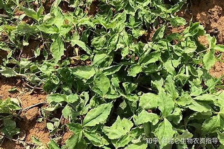 栽培根茎类药材需要怎样的条件？