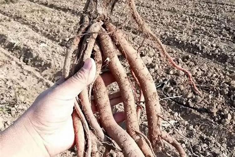 中药材壮根膨大用什么肥料好？中药材壮根肥怎样用效果好？