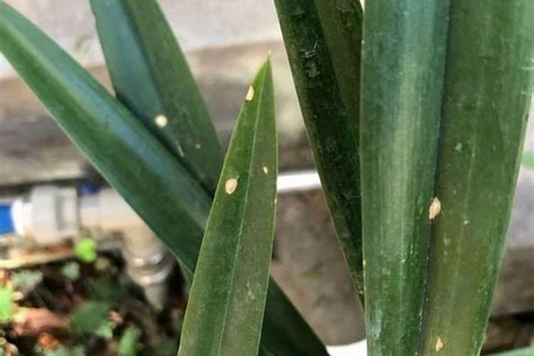 草莓叶子发黄怎么补救