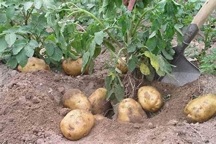 什么肥能让植物根茎粗壮
