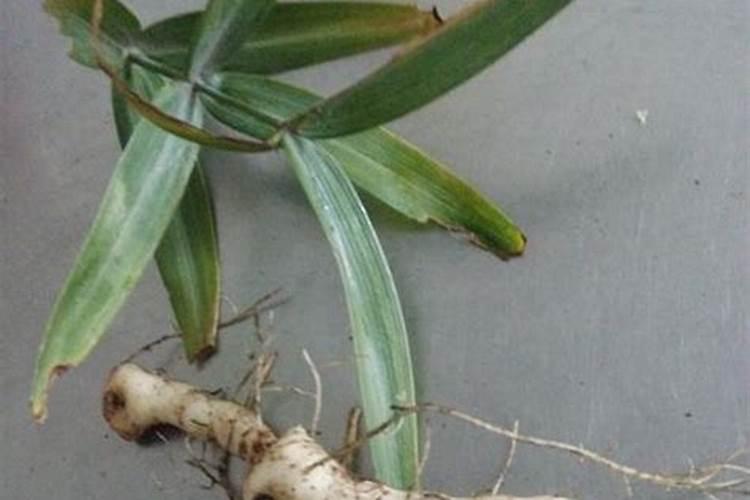 根茎类追使什么肥料好