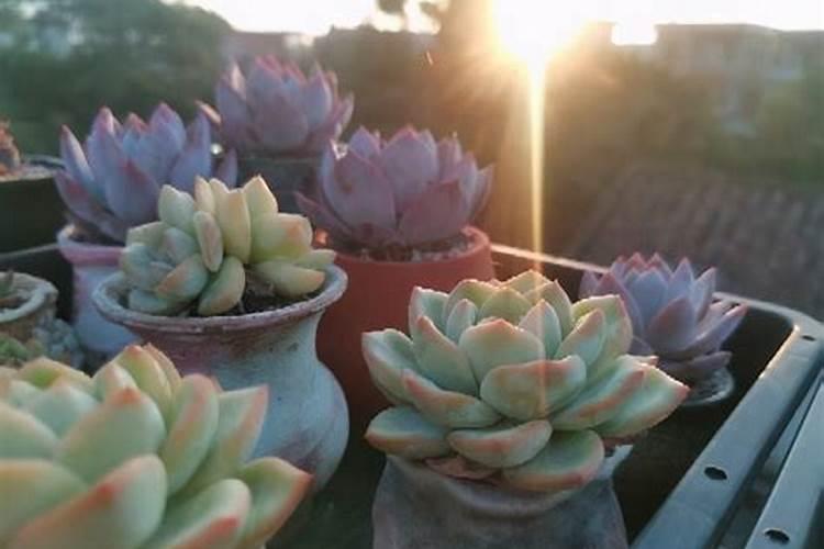 多肉服盆期多久浇一次水