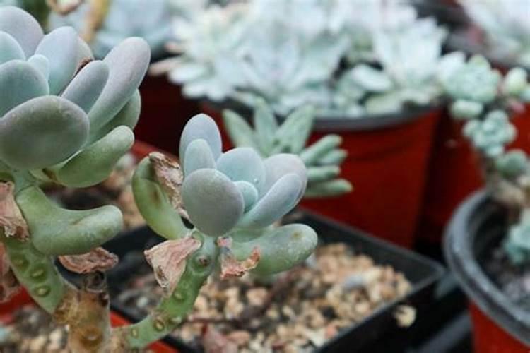 多肉服盆期怎么浇水