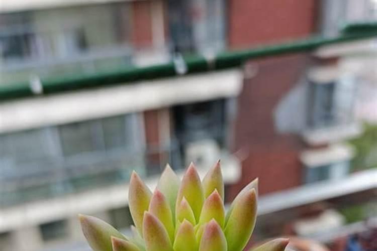 玉露怎么养得又肥又胖(让多肉爆盆的技巧)