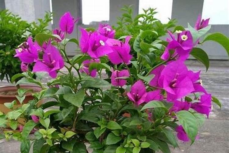 如何让三角梅快速生根