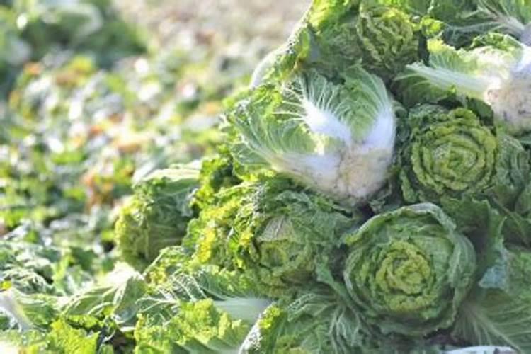 白菜施什么肥最好