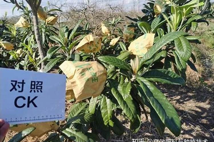 要让枇杷树长得好施什么肥料合适