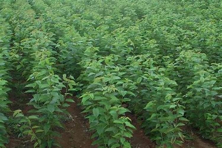 车厘子施肥时间和方法