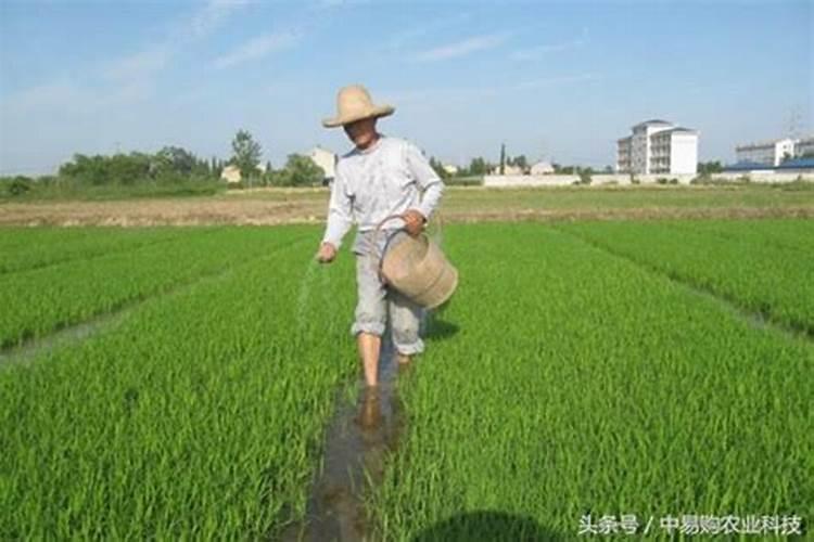 悬浮肥料一亩地冲施多少斤合适