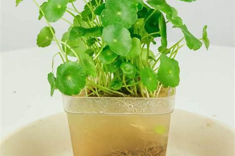 水培铜钱草施什么肥 需要怎么栽种