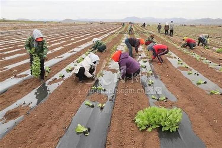 测有效五氧化二磷时,碱性柠檬酸铵溶液用25%的浓氨水应怎么配？