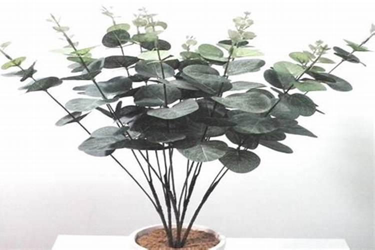 月季冬季施肥方法