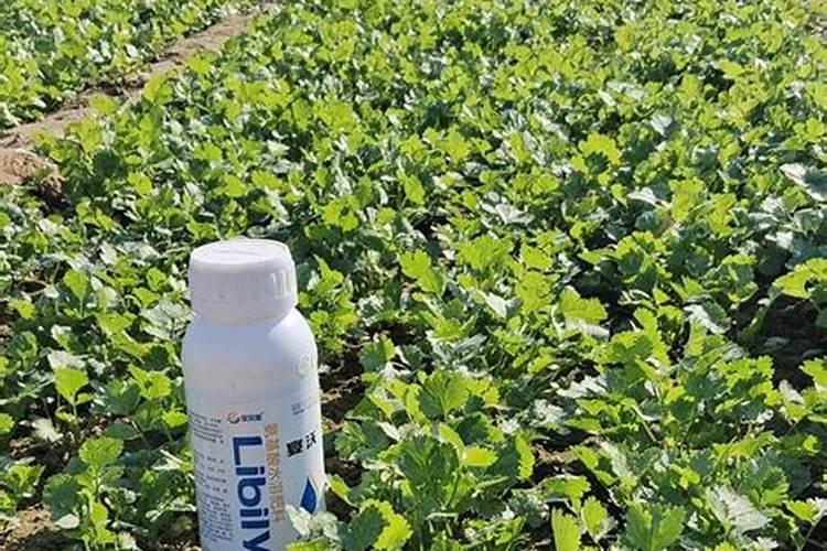 冬季花草树木防冻保暖花卉百科