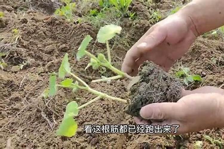 种植南瓜需要什么肥料 怎么施肥才能高产