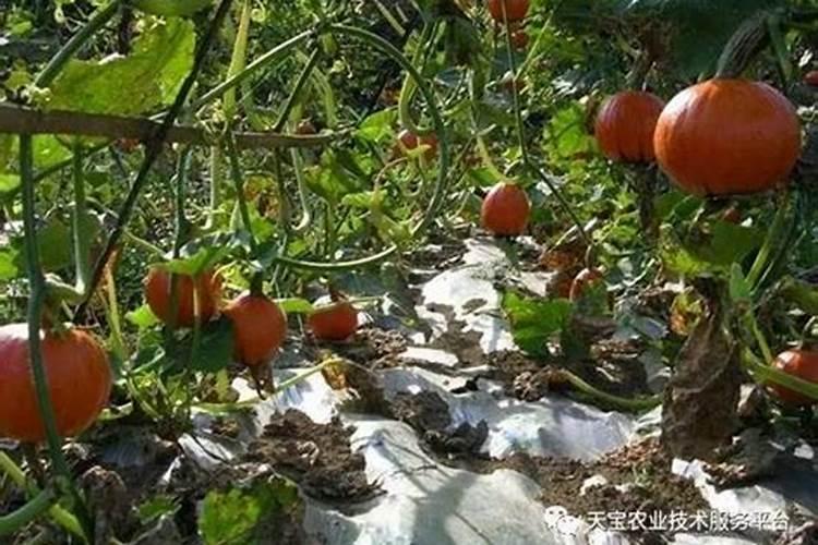 种植南瓜想高产怎么办