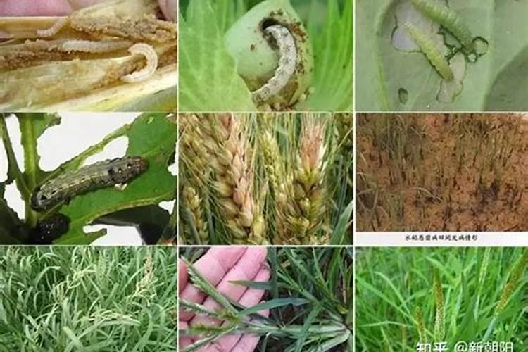 红薯苗怎样种植产量高