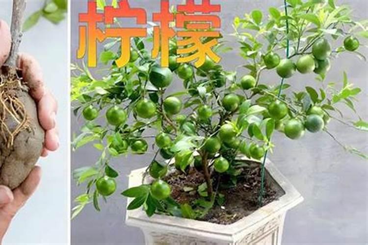 柠檬树用阿司匹林浇可以吗？