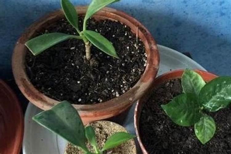 盆栽柠檬施什么肥最好