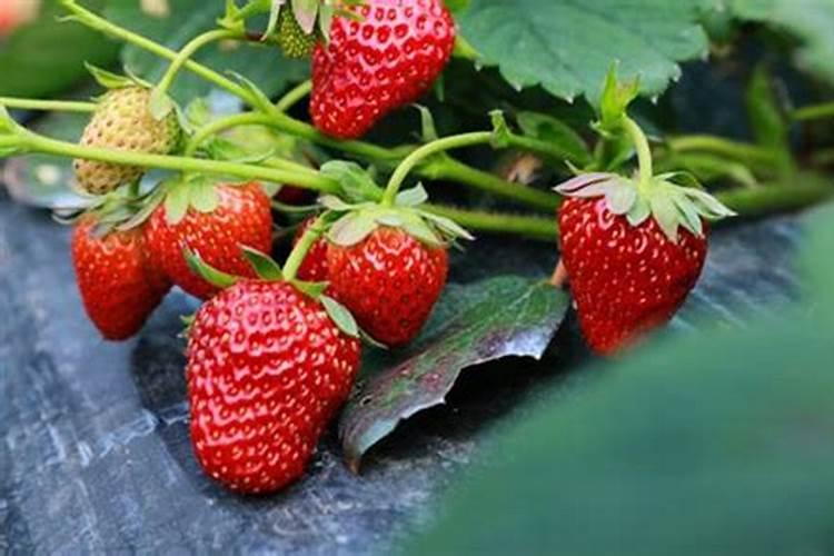 草莓叶面肥什么时候打？喷草莓花上伤花吗？