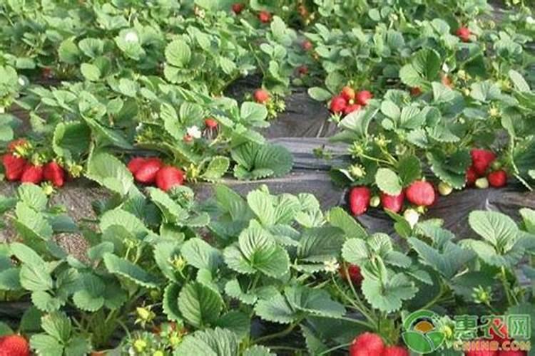 果蔬种植为何要使用富硒肥富硒叶面肥,功能多,简单省事