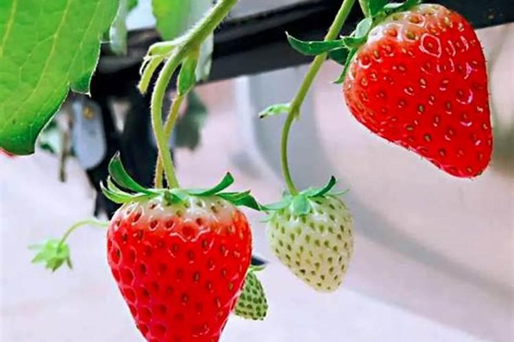 草莓需要氮磷钾肥有什 么作用？