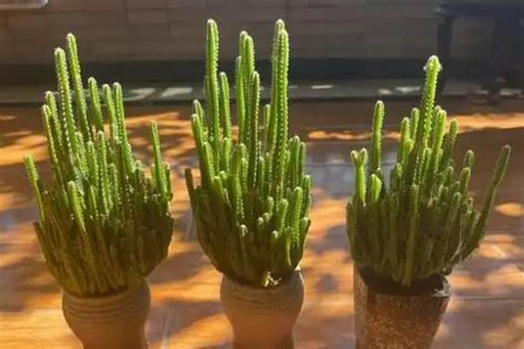 万重山怎么养 养殖方法及注意事项