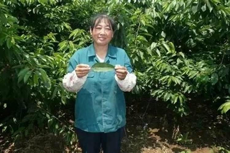 芒果膨大的方法是什么？需要给芒果打叶面肥吗？