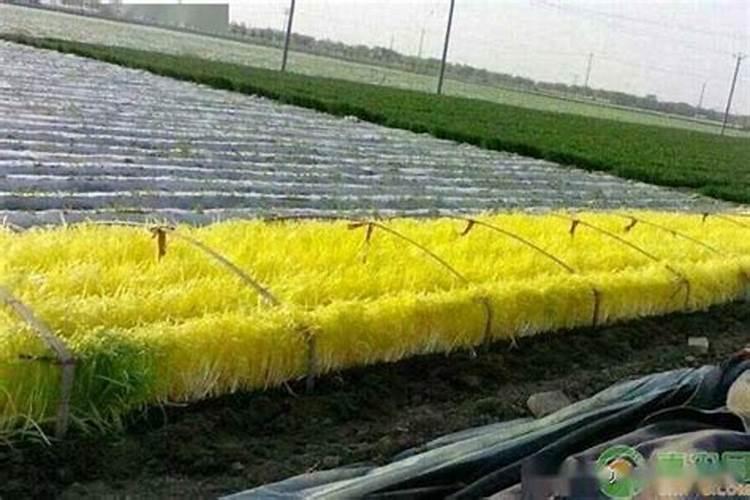 韭黄种植方法什么时间种