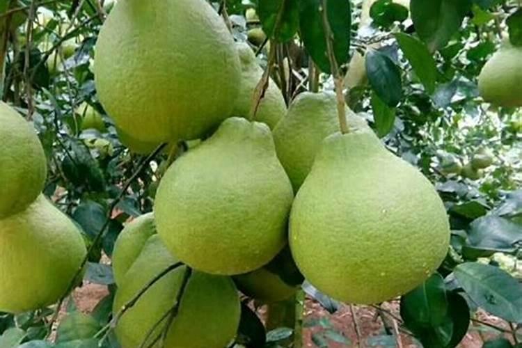 柚子什么时候施壮果肥 使用哪些肥料好