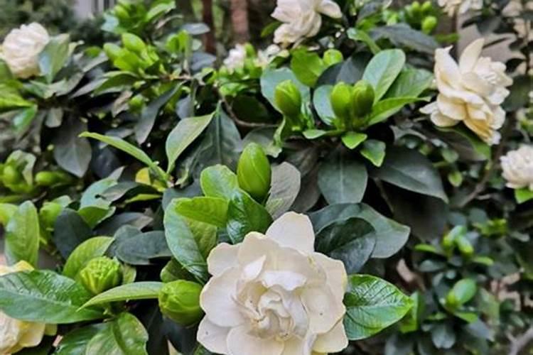 紫根兰什么时候开花