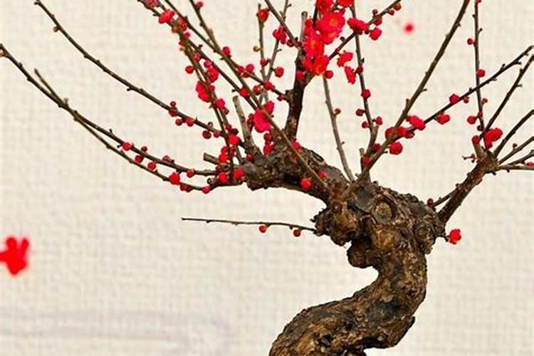 紫根兰一年开几次花,为什么我家的不开花