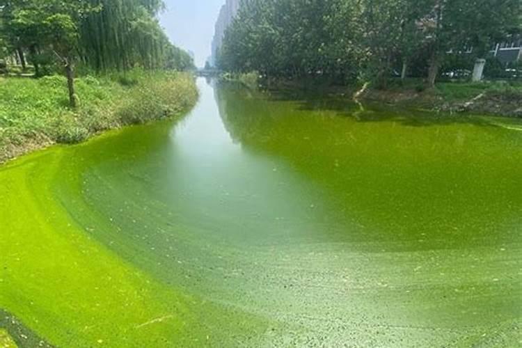 池塘成蟹生态养殖过程中该如何控制青苔、蓝藻暴发？