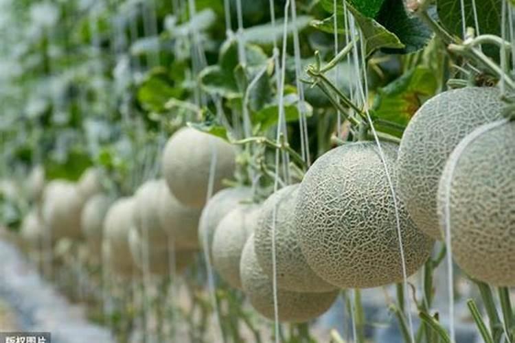 种香瓜肥料怎么施肥