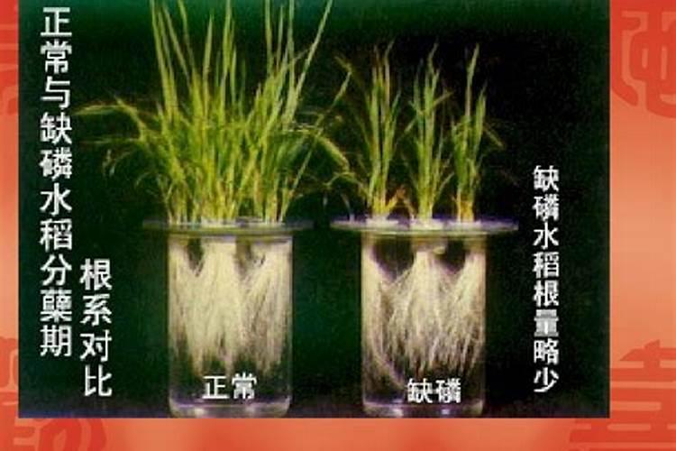 水稻缺肥或施肥过量时都有哪些症状？