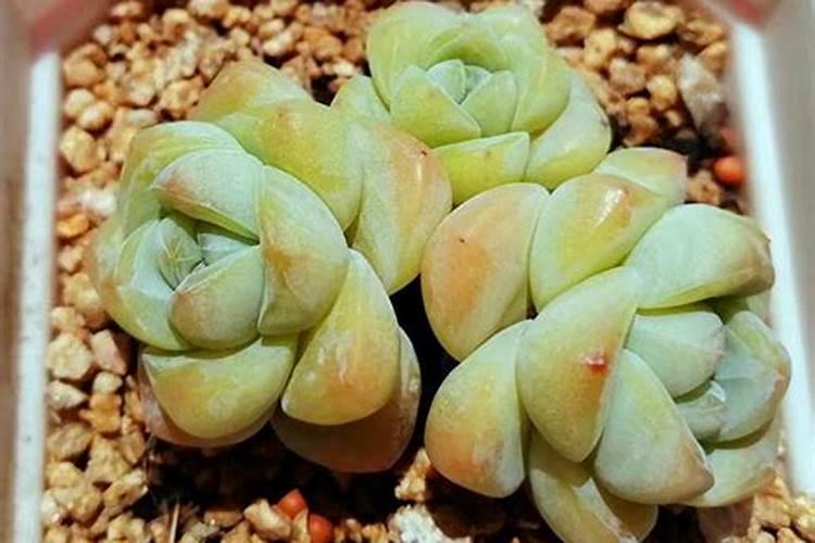 君子兰开花时能浇水吗