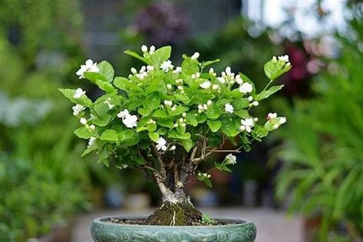 2月如何养茉莉花新芽蹭蹭长