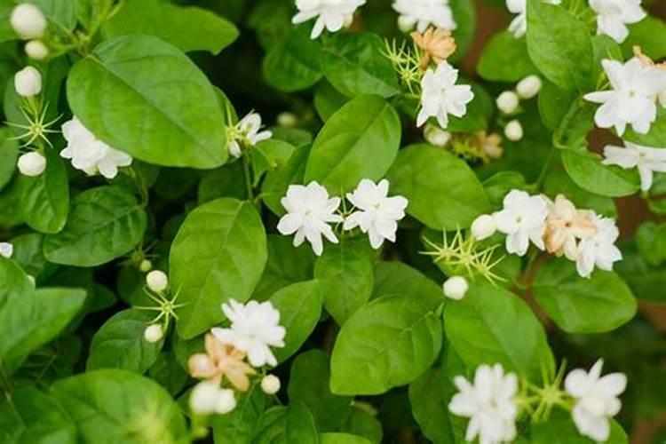 盆栽茉莉要怎样施肥？