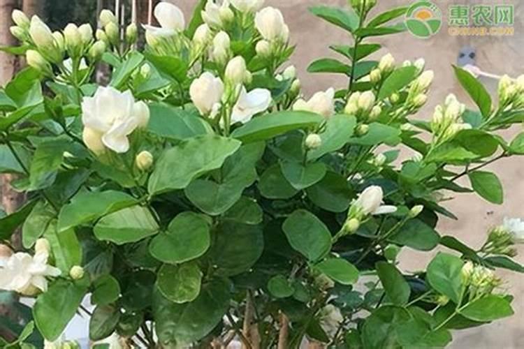 茉莉花花后施肥有哪些注意事项